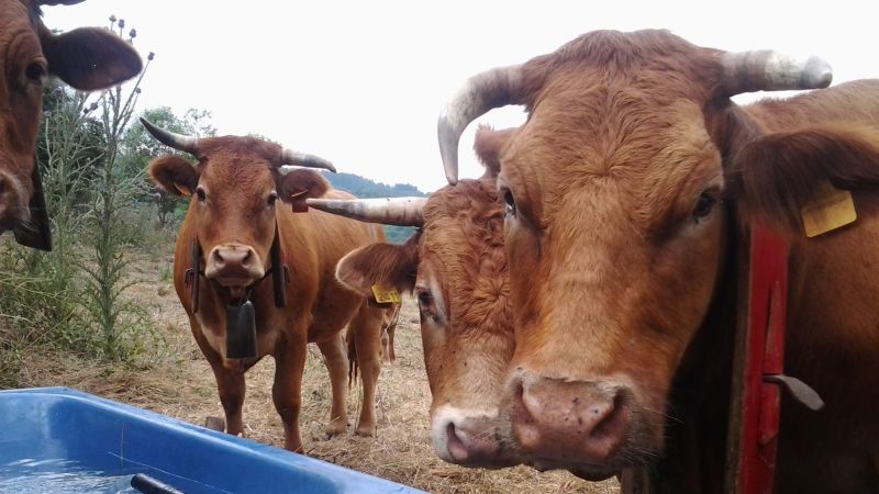 campagna allevamento Natura Carne filiera 3 270d6570 - Natura Carne, in Calabria la filiera corta e sostenibile delle carni locali - 1 Natura Carne, in Calabria la filiera corta e sostenibile delle carni locali