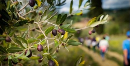 oliveti oleoturismo a 27999743 - Meraviglie di Calabria - 39