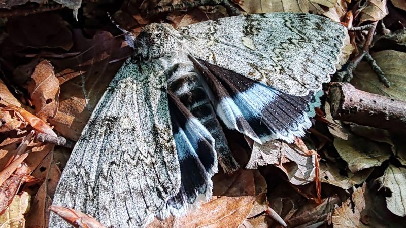 Biodiversità, nel Parco del Pollino censite ben 335 specie impollinatrici