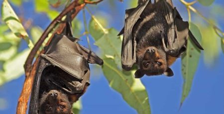 pipistrelli 27daf3f3 - Meraviglie di Calabria - 46