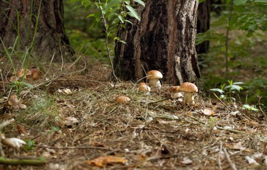 Funghi porcini 1 scaled 28eb7a53 - Meraviglie di Calabria - 1