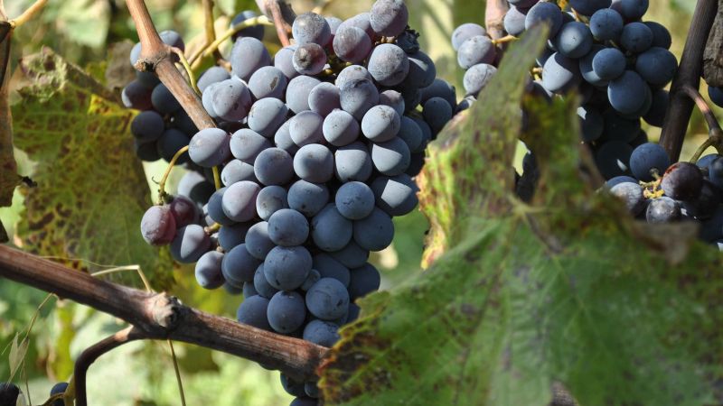 WhatsApp Image 2024 07 31 at 14.40.10 291632ed - L'esperienza in vigna e cantine alla scoperta della Doc Calabria - 1 L’esperienza in vigna e cantine alla scoperta della Doc Calabria