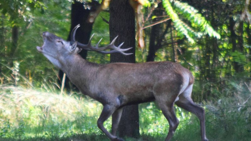 Cervus elaphus italicus roaring 2ab8c93d - Il “Cervus elaphus italicus” torna nel Parco delle Serre - 1 Il “Cervus elaphus italicus” torna nel Parco delle Serre