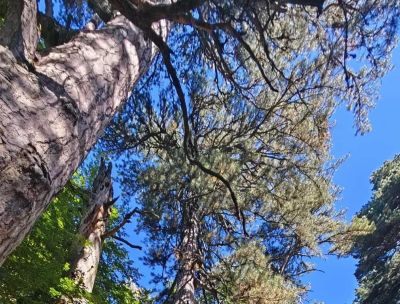 Sabato 21 e domenica 22 marzo 2026 tornano le “Giornate FAI di Primavera” – LE APERTURE IN CALABRIA