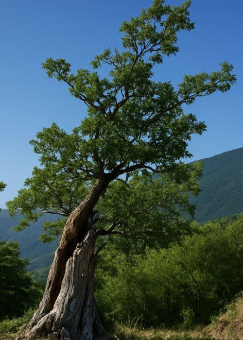 demetra parco aspromonte 2a58f7c0 - Home - 20 Il Parco dell'Aspromonte