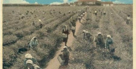 La raccolta del gelsomino a Brancaleone in una cartolina depoca 2be05e64 - Meraviglie di Calabria - 25