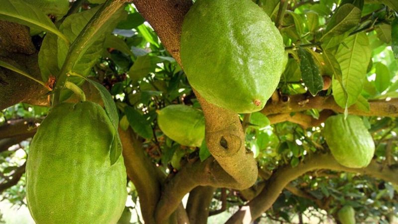 cedro santa maria del cedro e1713433848117 2b916c86 - Il cedro calabrese eccellenza (anche) da gelato al MIG di Longarone - 1 Il cedro calabrese eccellenza (anche) da gelato al MIG di Longarone