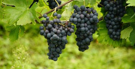grapes 2 2bd6a2f6 - Meraviglie di Calabria - 12
