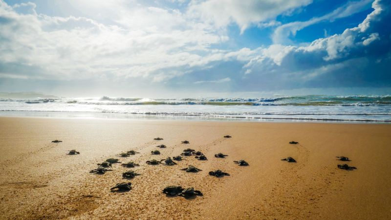Progetto senza titolo 21 2c1f9bc6 - Comuni e aree protette insieme a Legambiente per la tutela delle tartarughe marine - 1 Comuni e aree protette insieme a Legambiente per la tutela delle tartarughe marine