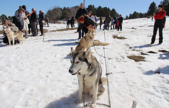 Sila neve sleddog 1 2c51a2c6 - Meraviglie di Calabria - 3