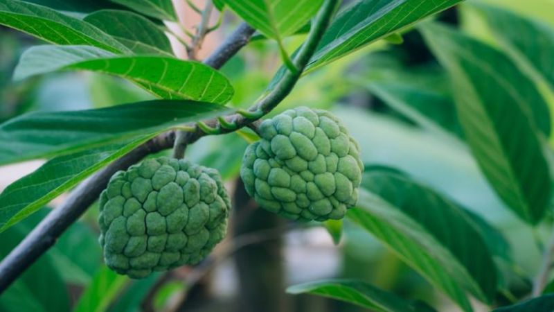Un miraggio tropicale sullo Stretto: l’Annona di Reggio Calabria