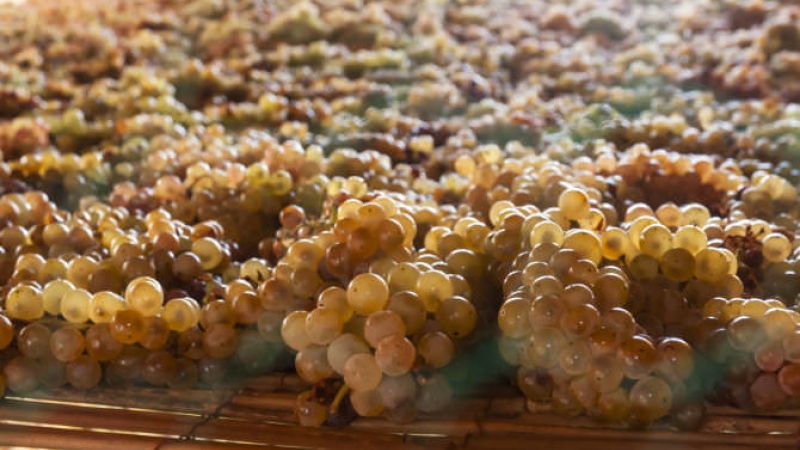 moscato di saracena 2d3c1dd8 - Moscato di Saracena, il passito dei Papi - 1 Moscato di Saracena, il passito dei Papi
