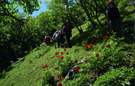 Cammino Basiliano tappa07 cerchiara civita foto2 escursionisti tralepeonie 2fddac64 - Meraviglie di Calabria - 21