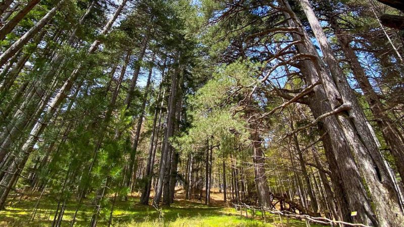 Poste Italiane dedica un nuovo francobollo al Parco Nazionale della Sila [FOTO]