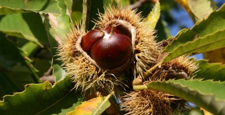 castagne 2fae50b1 - Meraviglie di Calabria - 21