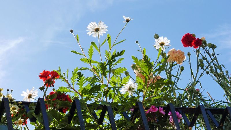 fiori primavera 1 2f85e016 - 'In-fiori-AMO Belvedere', piccoli gesti per riscoprirsi comunità - 1 ‘In-fiori-AMO Belvedere’, piccoli gesti per riscoprirsi comunitÃ