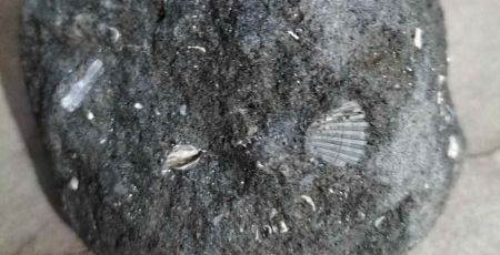 fossile e1706142286922 2f7dd9c7 - Meraviglie di Calabria - 13