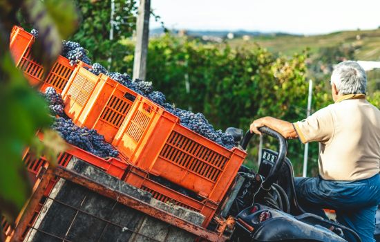 uva vendemmia 3080a4b8 - Meraviglie di Calabria - 1