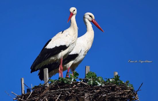 Cicogna katrin 2026 3 a 3152436a - Meraviglie di Calabria - 1