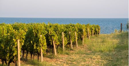 Vitigno librandi ph luca savettiere 310144ee - Meraviglie di Calabria - 7