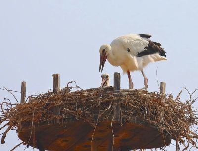 Da Sibari al Sahara, il primo volo delle cicogne Libera e Carmela