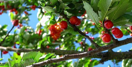Ciliege albero 3286092c - Meraviglie di Calabria - 35