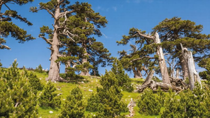 Parco del Pollino, gli operatori turistici aderiscono a “Vivi il Pollino”