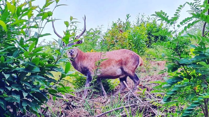 Impressioni di Calabria: Alfonso Grillo, il Parco delle Serre e quella storia del cervo italico