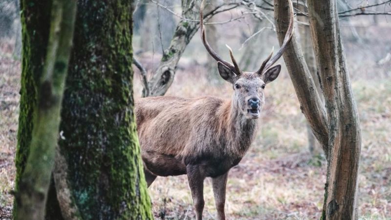 Cervo italico, 17 esemplari trasferiti nel Parco regionale della Calabria