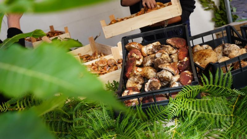 Funghi Sila 34d1f275 - Sapori e colori d’autunno alla Sagra del Fungo di Camigliatello Silano - 1 Sapori e colori d’autunno alla Sagra del Fungo di Camigliatello Silano
