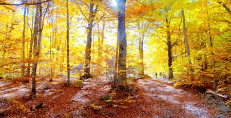 Sila foliage ph Salvatore Maida 11 343da669 - Meraviglie di Calabria - 3
