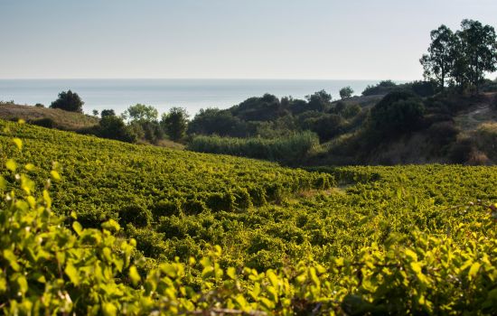 Vigneto librandi ciro 34e86cea - Meraviglie di Calabria - 36