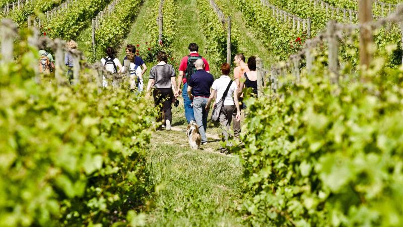 Vicoli diVini, degustazioni e incontri che parlano di territorio