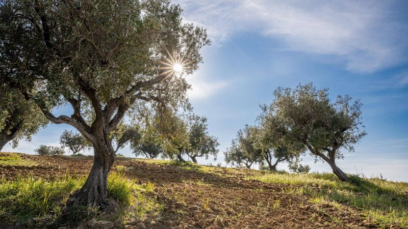 Agrocalabria veduta alberi 3 351a6680 - Messi a dimora oltre 3 milioni di alberi, buona performance della Calabria - 1 Messi a dimora oltre 3 milioni di alberi, buona performance della Calabria