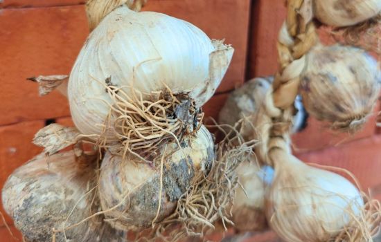 Aglio rosa di nicastro ph Slow food cover 36f1f970 - Meraviglie di Calabria - 1