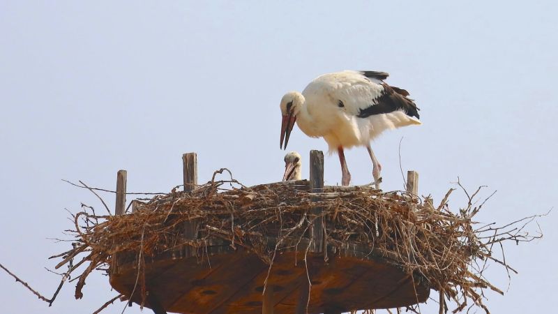 Da Sibari al Sahara, il primo volo delle cicogne Libera e Carmela