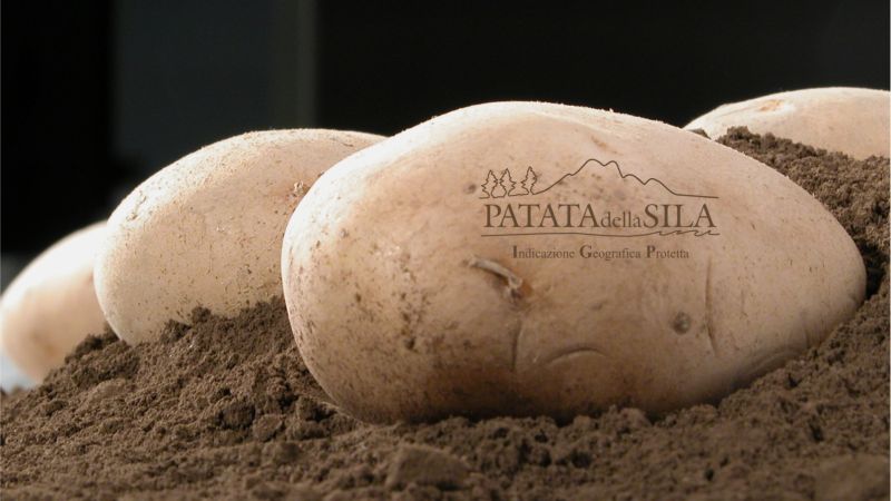 Patata della Sila IGP: un tesoro sottoterra
