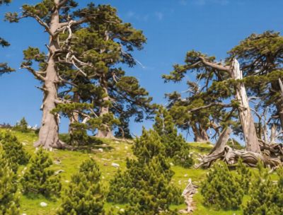 Parco del Pollino, gli operatori turistici aderiscono a “Vivi il Pollino”