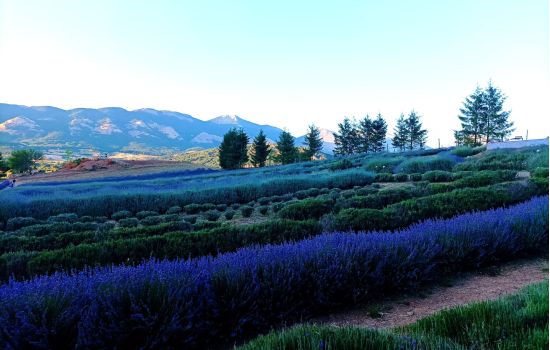 lavanda
