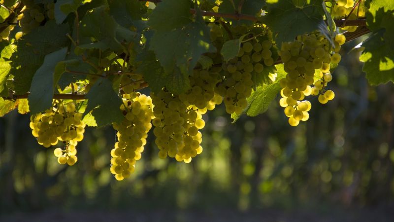 uva vigneto cover 369c4aae - Doc Costa degli Dei, la vera sorpresa dell'edizione 2025 del Vinitaly - 1 Doc Costa degli Dei, la vera sorpresa dell’edizione 2025 del Vinitaly
