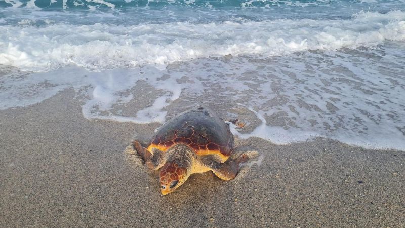 358539554 659796936190937 6668903076288140307 n 37531a56 - La Calabria, la regione scelta dalle tartarughe marine per nidificare. E’ successo ad Isca - 1 La Calabria, la regione scelta dalle tartarughe marine per nidificare. E’ successo ad Isca