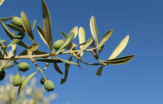 Ulivo cover 3705686e - Meraviglie di Calabria - 11