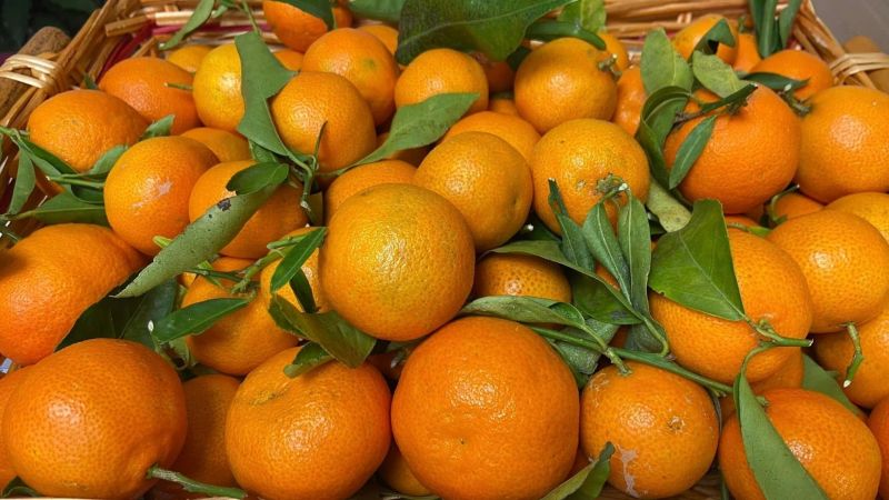 L’oro arancio dello Ionio, torna il Clementina Festival