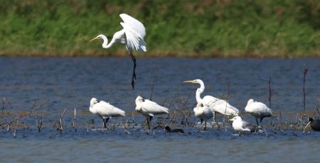 Lago di Tarsia fauna foto Lipu Rende 25 38ef1164 - Meraviglie di Calabria - 9