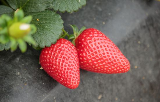 fragola