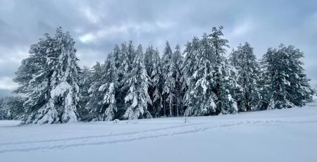 Sila innevata