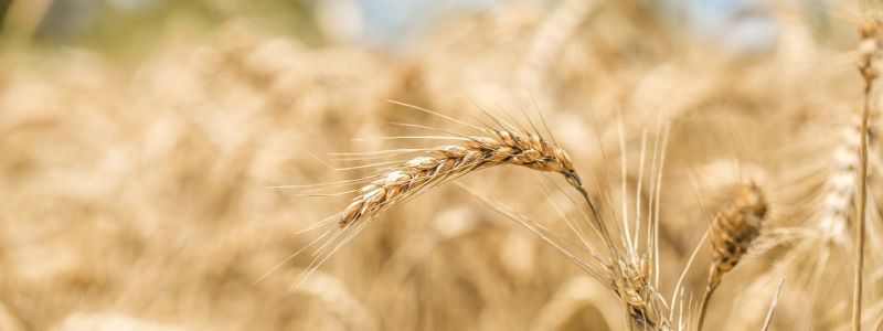 Sibari, il “Grano che unisce il Sud” al Parco Archeologico