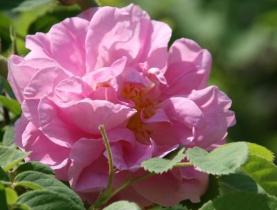 I fiori di Federico II, a Roseto Capo Spulico nasce il Labirinto delle Rose