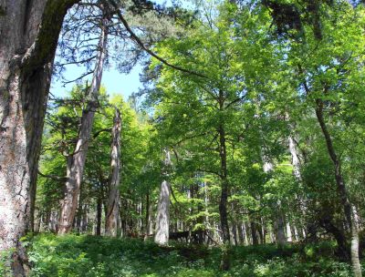 Anticipo di primavera, apertura straordinaria ai Giganti della Sila