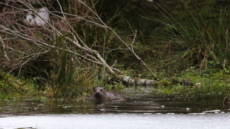 Il ritorno della regina dei fiumi, la lontra riappare tra i boschi della Sila
